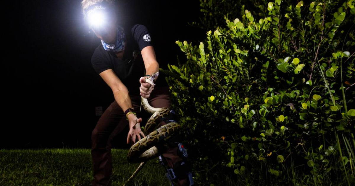 New Florida tourist thrill: Hunt, and maybe catch, a python. ‘No ...