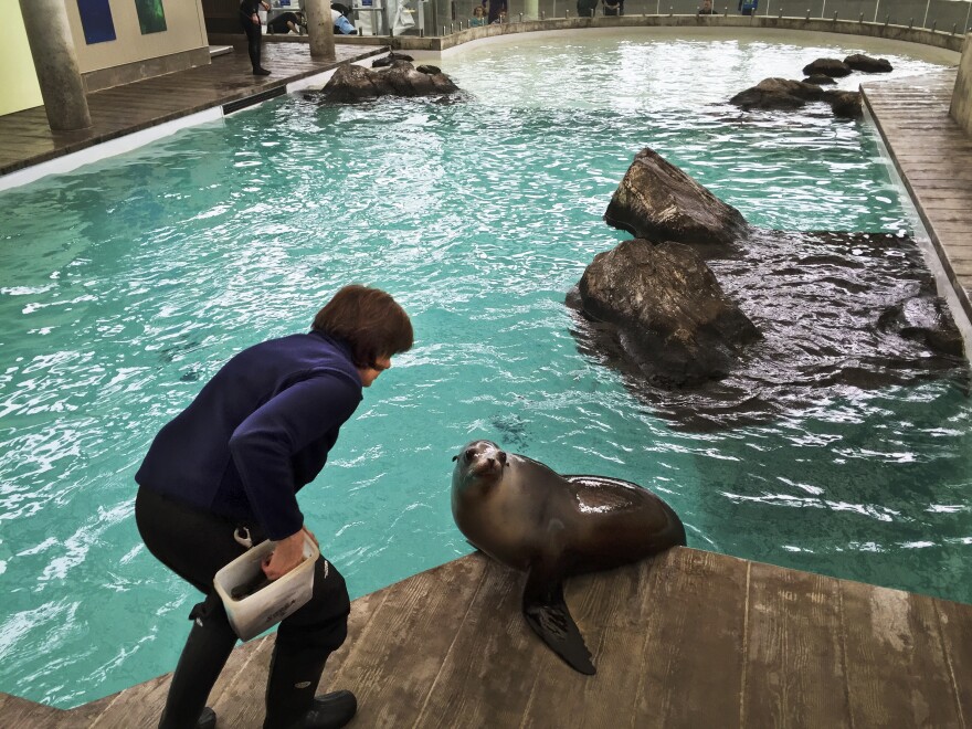 Kathy Streeter has been working with marine mammals since 1973.