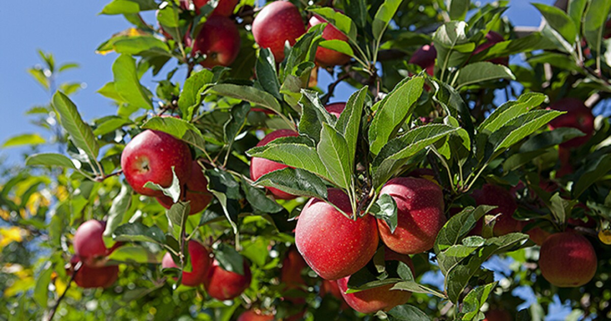 What To Do With Your Aging Fruit Trees Utah Public Radio