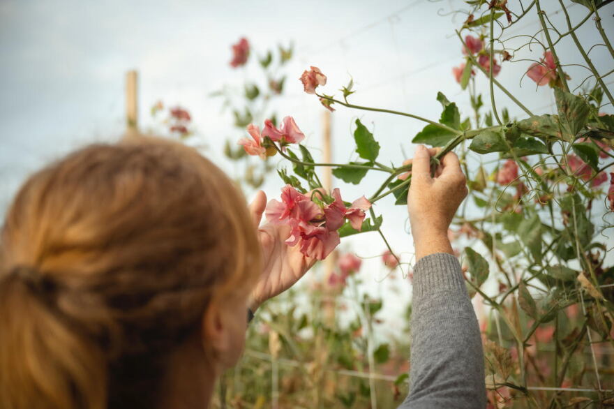 ALL PHOTOS COURTESY OF Colleen Raney, Songbird Seed Company; all rights reserved.