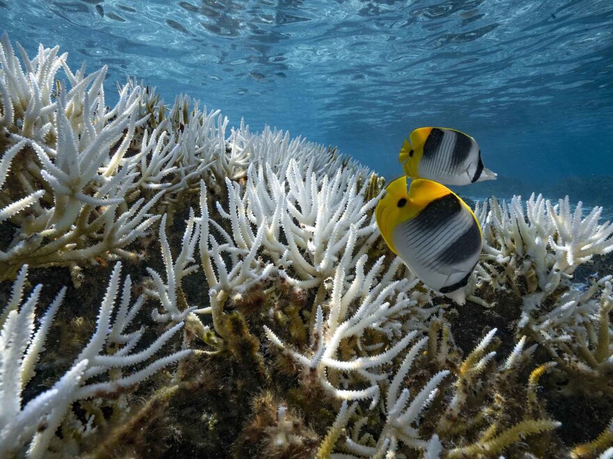 Corals, like these in French Polynesia, turn white as they bleach during marine heat waves. In a world with 2 degrees Celsius of warming, 99 percent of corals are expected to die off worldwide.