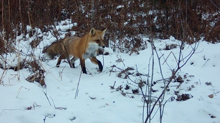 A red fox in its winter coat walks from a forest edge into an open area covered in snow.