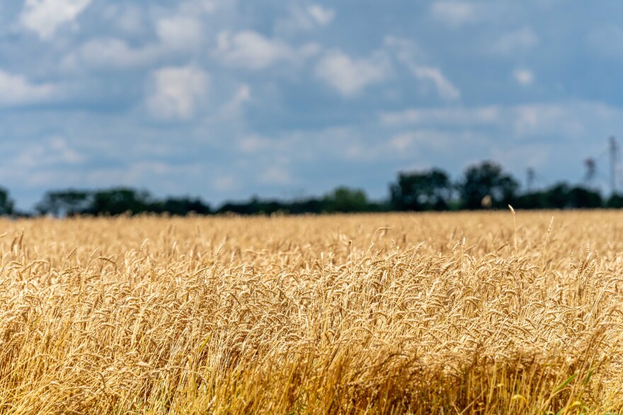 A golden Indiana wheat field waits to be harvested.