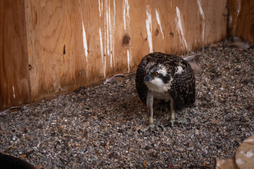 An osprey in an outdoor enclosure at the Wildlife Rehabilitation Center of Northern Utah, Aug. 28, 2025.