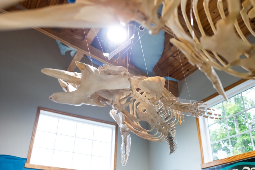 Cetacean skeletons hang from the ceiling at Bonehenge Whale Center in Beaufort, North Carolina on May 14, 2024. Staff and volunteers are committed to increasing awareness about the hazards that monofilament used in fishing poses to the local cetacean population. Cetaceans are whales, dolphins, and porpoises. An incredibly diverse array of them are found off the coast of North Carolina. The center also focuses on reconstructing cetacean skeletons.