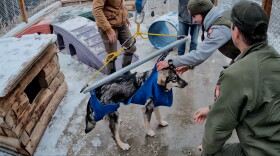 Park rangers weigh 6-month-old Rainier at the Denali National Park sled dog kennels on Oct. 1, 2026.