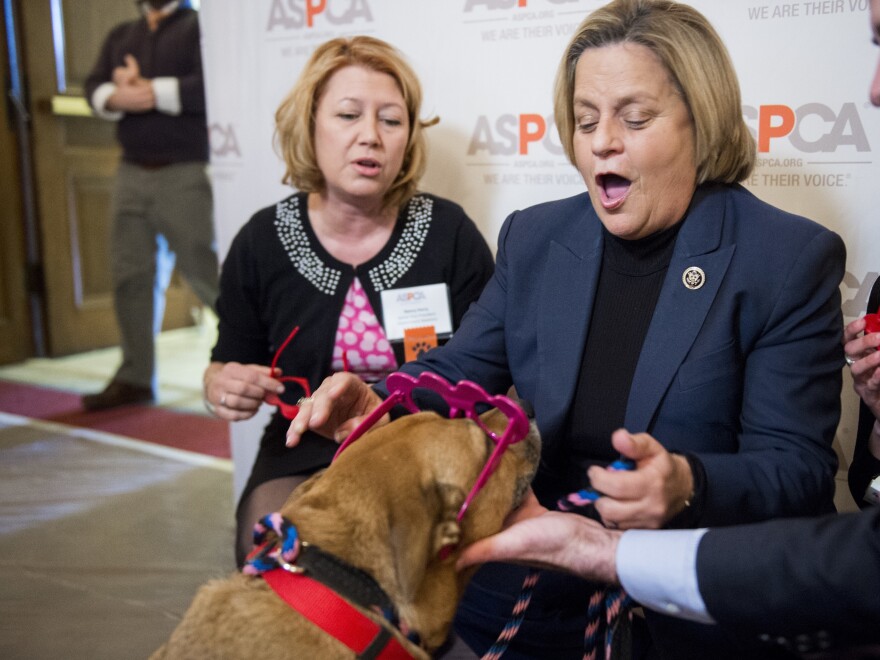 Rep. Ileana Ros-Lehtinen, pictured right, announced Sunday that she'll retire from Congress at the end of her term next year. In this 2016 photo, Ros-Lehtinen, puts heart glasses on a dog at the ASPCA's Paws for Love Valentine's Day pet adoption event at the Capitol.