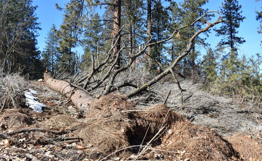 A fallen pine tree surrounded by brown grass and some snow with living pine trees behind it.