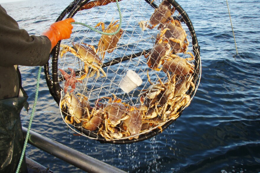 An algae bloom has closed crab season in California. The bloom, created by an organism called <em>Pseudo-nitzschia,</em>produces a neurotoxin that can build up in marine life. It causes vomiting, diarrhea, and cramping in humans and even death in severe cases.