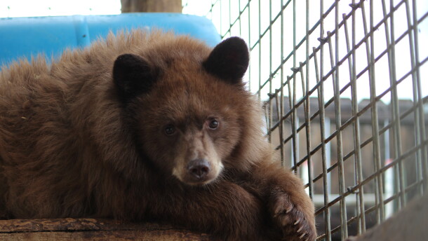 A small brown colored black bear sits in a caged area.