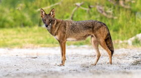Larger animals like coyotes, above, and bobcats did OK on Sanibel after Hurricane Ian's passage.