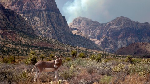 With smoke billowing from a wildfire on Mt. Charleston above the Spring Mountains, a wild burro pauses as it walks through Spring Mountain Ranch State Park, Wednesday, July 10, 2013, near Las Vegas. More than 270 additional firefighters arrived Tuesday to help battle the fire sparked by lightning July 1, bringing to 1,077 the number of people fighting the blaze about 25 miles northwest of downtown Las Vegas. Overall containment dropped from 15 percent to 10 percent as erratic gusts of wind pushed flames up canyons, down the mountain and across state Route 157. (AP Photo/Julie Jacobson)