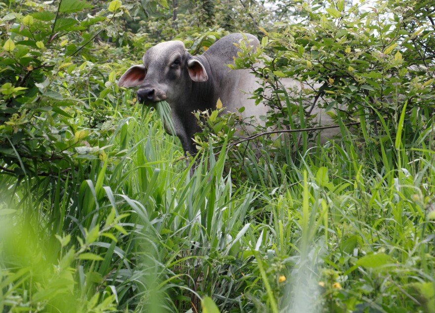 A cow in Colombia enjoys some of the nutritious, fast-growing grass varieties developed at the International Center for Tropical Agriculture.