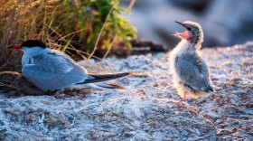 The study focused on black guillemots, common terns and roseate terns living near the Isle of Shoals