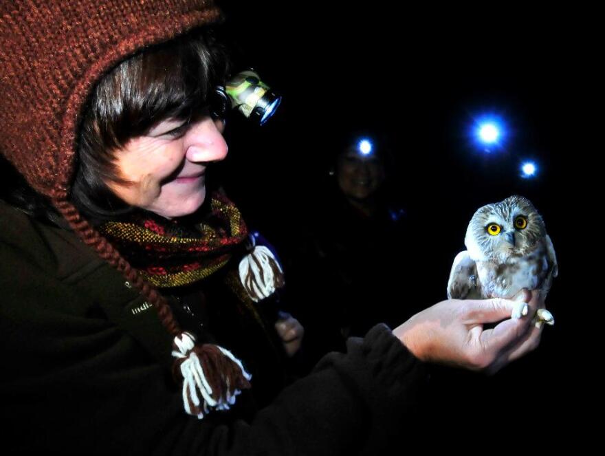 a birder holds a sew-whet owl