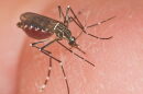 mosquito