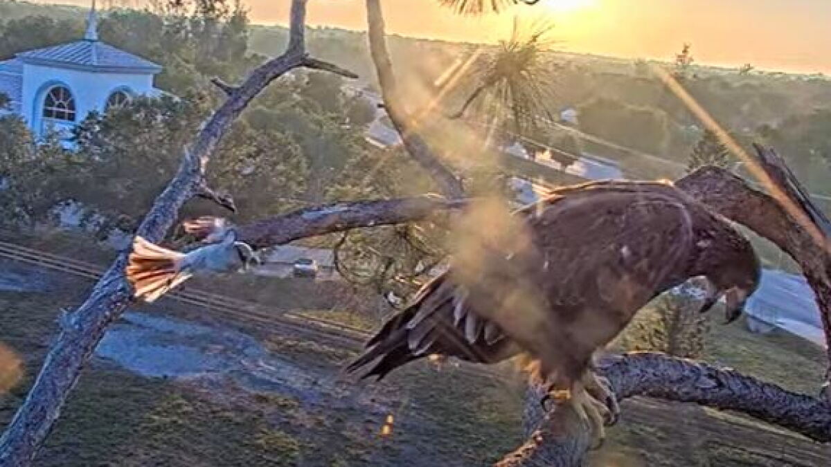 SWFL Eagle Cam web site to stay active until the end of June - Vimarsana News