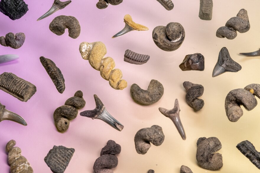 Some of the more common fossils found just outside of D.C. include these – shark teeth, fossilized snail shell sediment, and the ridged remains of ray tooth plates.