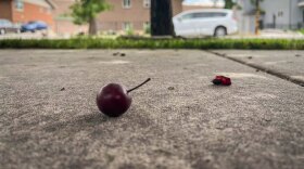 In the summer, Utah’s sidewalks are stained with the remnants of mulberries, plums, apricots, cherries and more. Chase Collins calls them the “fallen soldiers.”