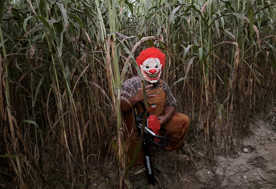 A scary clown sits among the stalks at the Newberry Cornfield Maze, waiting to scare people.