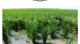 Rows of rice in Mississippi County, summer 2018