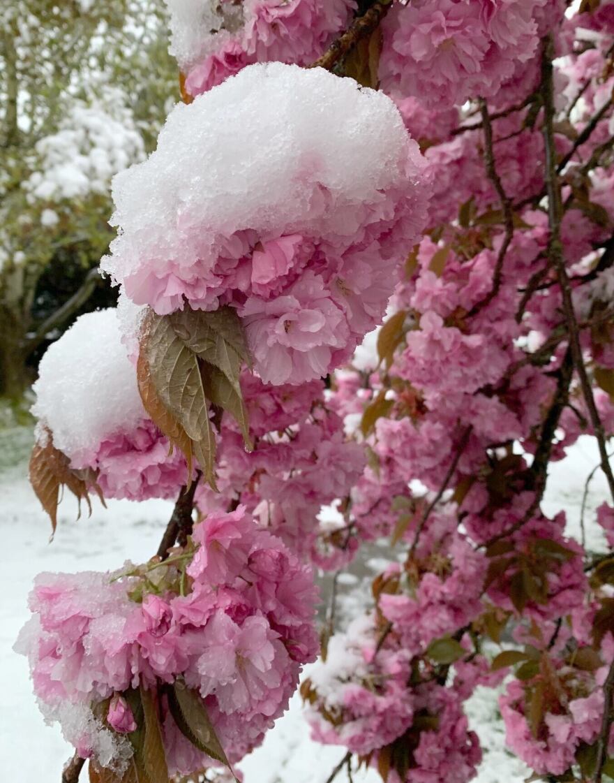 Spring cherry blossoms are coated in snow in inner Northeast Portland, April 11, 2022.