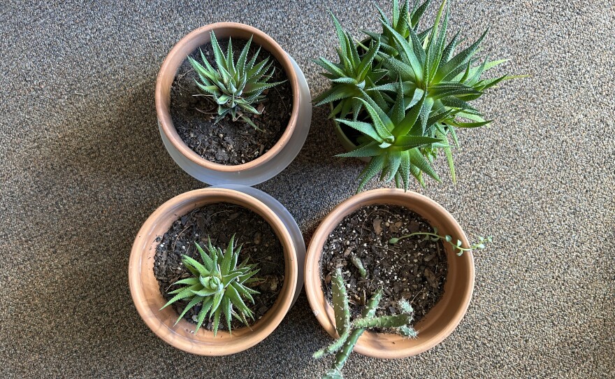 Four plants in small containers on a brown and gold carpet