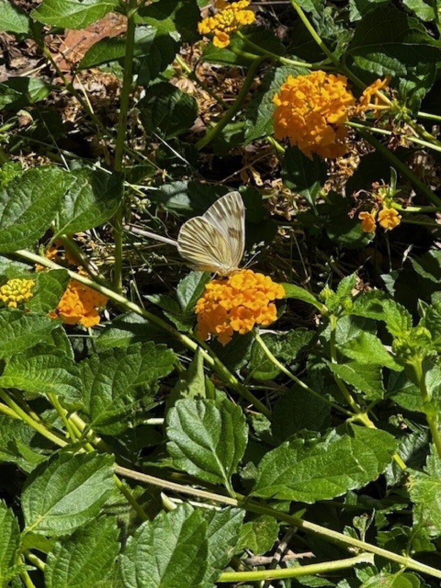 Checkered butterfly, one of several butterflies that are considered pollinators in Florida.