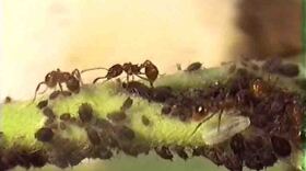 myrmica_puceron