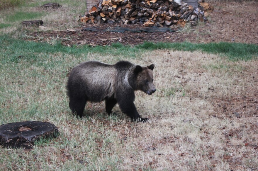 bears with guns