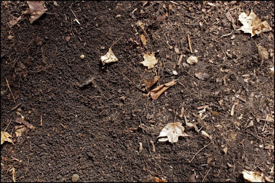 Jumping worms leave behind soil that looks like coffee grounds. Researcher Brad Herrick says the worms only wiggle around in the top soil and eat up the nutrients.