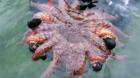 two gloved-hands hold a large sunflower sea star.