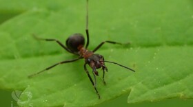 An ant's mandibles are incredibly sharp and durable tools.