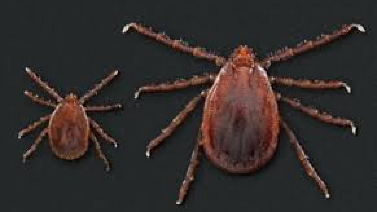 Asian Longhorned Tick confirmed in Illinois - Vimarsana News