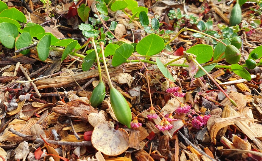 This is what we eat, pickled as capers, but it's the bud, not a berry.