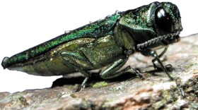 emerald ash borer