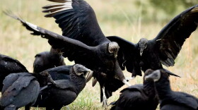 Black vultures are large black raptors with white patches on the underside of their wingtips.