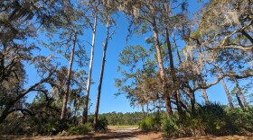 After environmentalists celebrated Split Oak Forest’s 30th birthday earlier this year, the forest is now set to lose some of its “perpetual” conservation protections to make room for a controversial toll road. 