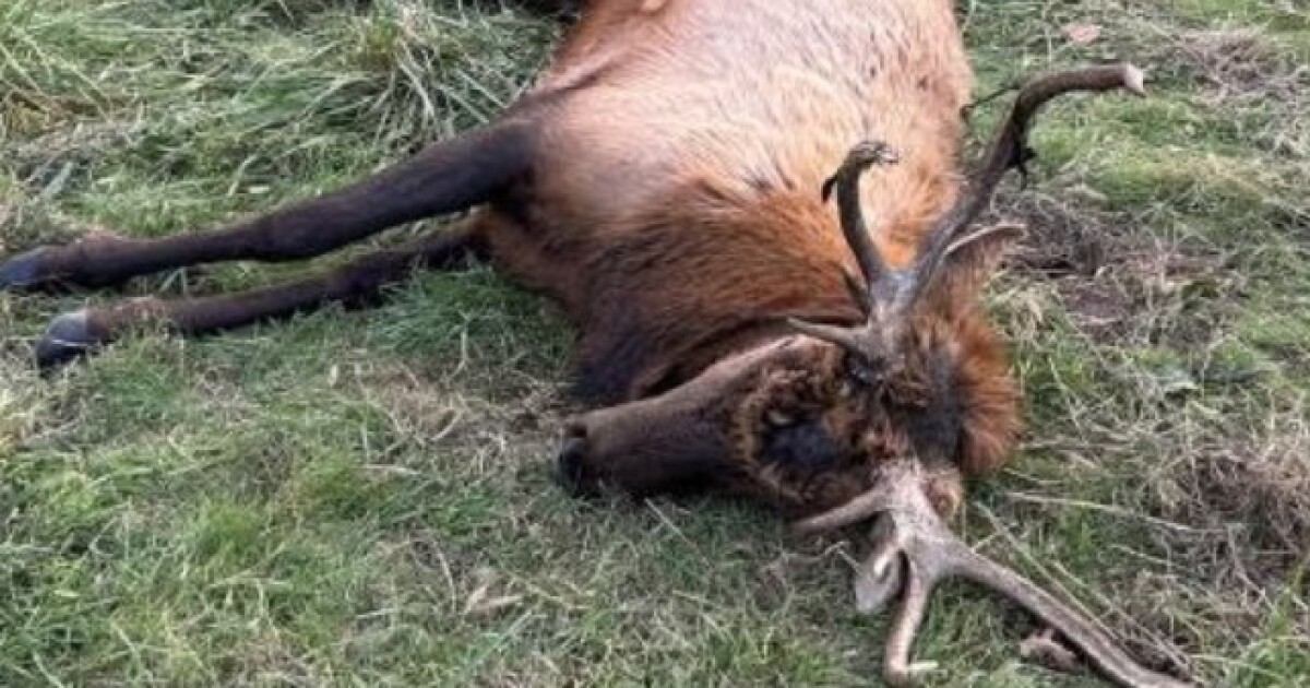 Department of Conservation seeking leads in southern Missouri elk poaching