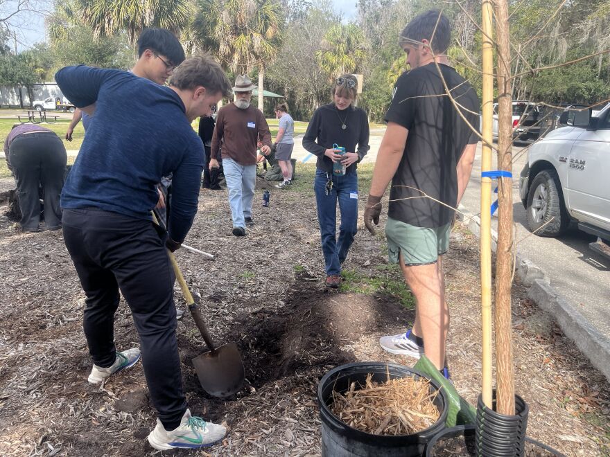 Volunteers at Alachua County’s annual celebration of Florida Arbor Day use a shovel to dig a shallow hole to plant a tree at Earl P. Powers Park.