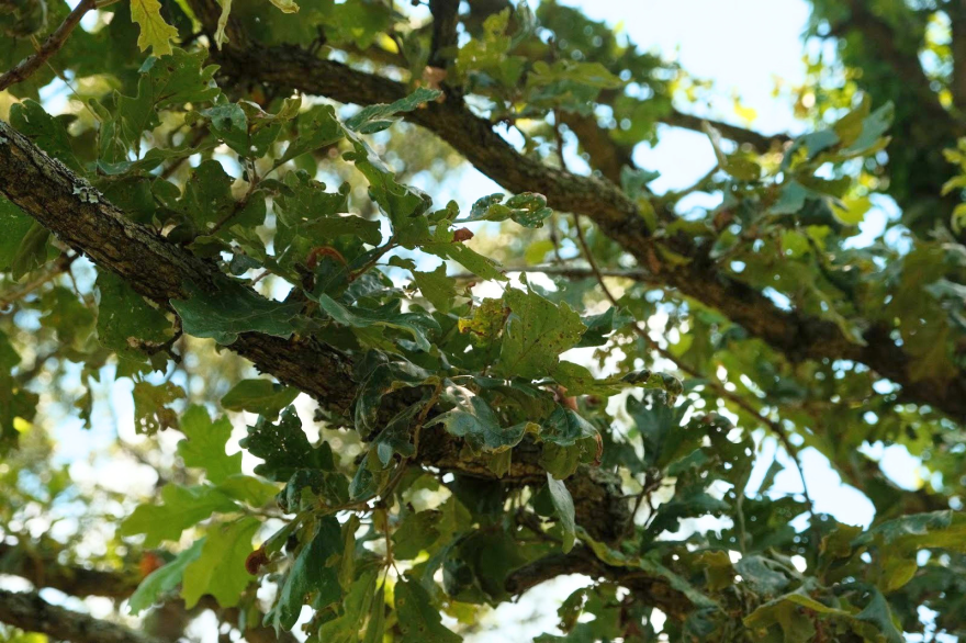 An oak tree showing visible signs of damage from herbicide drift. (credit: Christian Elliott)