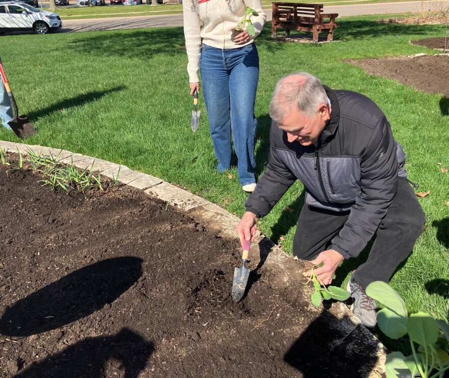 Dave Phillips, coordinator of the Asbury Gardens ministry of Asbury Methodist Church, plants some cabbage outside the Scott County Extension office in Bettendorf, April 6, 2026.