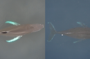 One of these images depicts a real humpback whale photographed by a drone. The other image was created by A.I. Can you tell which is which? Answer: The one on the left is fake.