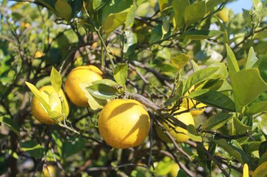 Greening is a disease that weakens citrus trees. The fruit becomes unusable. Photo by Amy Green / WMFE