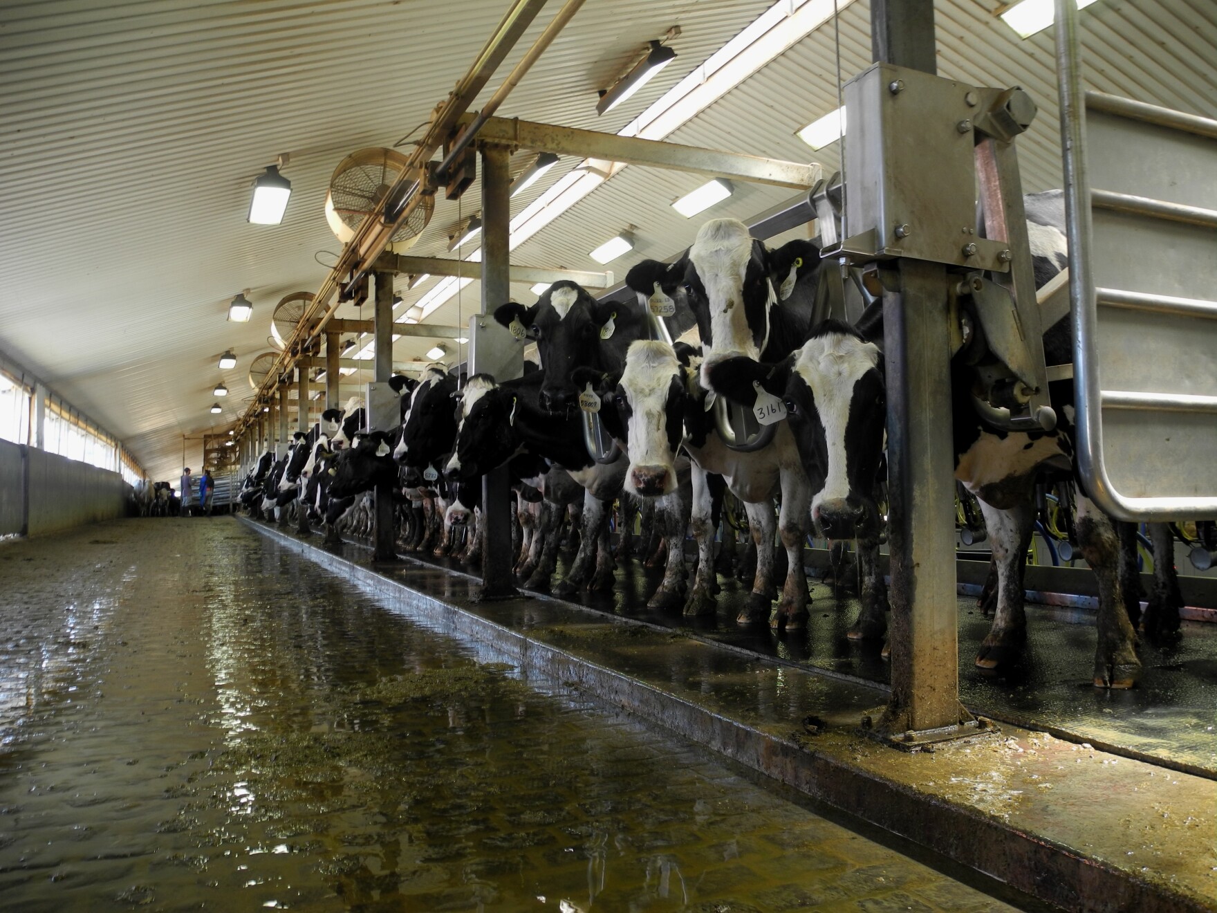 University of Idaho research dairy gets support from Idaho Land Board