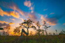 A daylong symposium will look at how art and science help tell the Everglades story.