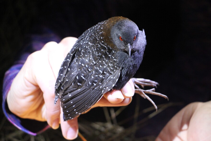 Eastern black rail banding in Texas, January 2017. Photo by Christy Hand, South Carolina Department of Natural Resources.
