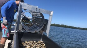Farmers in lower Tampa Bay sorting oysters using a machine on their boat. 