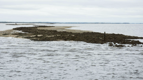 Lone Cabbage demonstrated the success of oyster reef restoration projects, which are now underway on other reefs in Cedar Key, including Corrigan’s Reef, an almost $2 million effort.