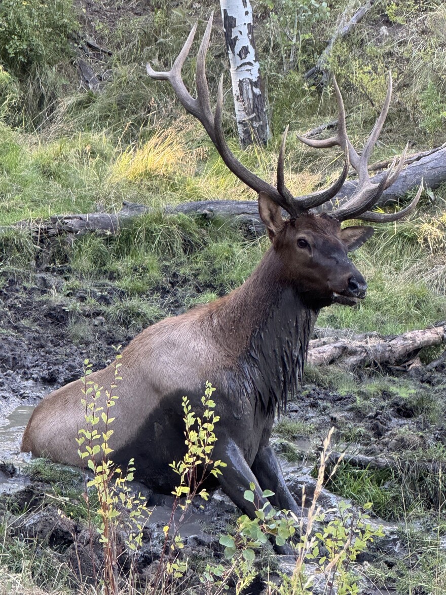 A hiker captured this photo of the elk in the mud Aug. 31, 2025, on the 910 Ranch.